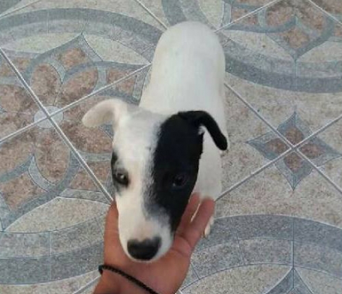 &Chi;ά&theta;&eta;&kappa;&epsilon; ά&sigma;&pi;&rho;&omicron;&sigmaf; &sigma;&kappa;ύ&lambda;&omicron;&sigmaf;, &Mu;&epsilon;&nu;ί&delta;&iota;