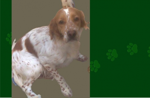 &Chi;ά&theta;&eta;&kappa;&epsilon; &theta;&eta;&lambda;&upsilon;&kappa;ό &Epsilon;&pi;&alpha;&nu;&iota;έ&lambda;, &Pi;&epsilon;&rho;&iota;&sigma;&tau;έ&rho;&iota;