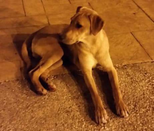 &Chi;ά&theta;&eta;&kappa;&epsilon; &kappa;&alpha;&phi;έ &sigma;&kappa;ύ&lambda;&omicron;&sigmaf;, &Sigma;&pi;ά&tau;&alpha;