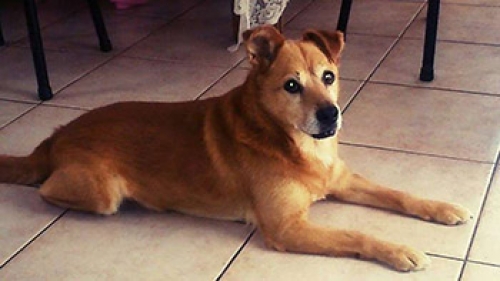 &Chi;ά&theta;&eta;&kappa;&epsilon; &kappa;&alpha;&phi;&epsilon;&tau;ί &sigma;&kappa;ύ&lambda;&omicron;&sigmaf;, Ί&lambda;&iota;&omicron;&nu;