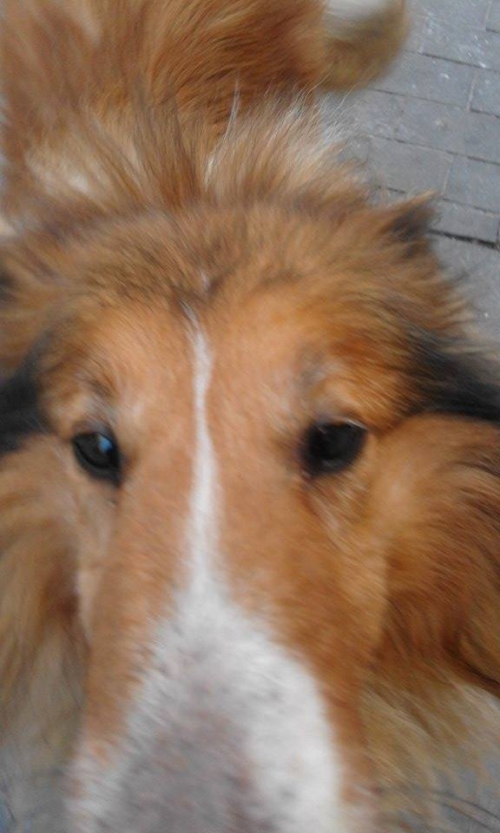 &Beta;&rho;έ&theta;&eta;&kappa;&epsilon; &Kappa;ό&lambda;&lambda;&epsilon;ϊ, &Eta;&rho;ά&kappa;&lambda;&epsilon;&iota;&omicron;