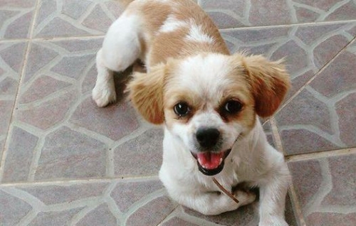 &Chi;ά&theta;&eta;&kappa;&epsilon; &Sigma;&kappa;ύ&lambda;&omicron;&sigmaf;, &alpha;&rho;&sigma;&epsilon;&nu;&iota;&kappa;ό &lambda;&epsilon;&upsilon;&kappa;ό &mu;&pi;&epsilon;&zeta;, &Beta;&alpha;&sigma;&iota;&lambda;&iota;&kappa;ό