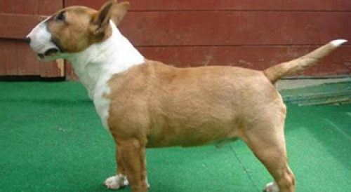 &Chi;ά&theta;&eta;&kappa;&epsilon; &sigma;&tau;&omicron; &Mu;&alpha;&rho;&kappa;ό&pi;&omicron;&upsilon;&lambda;&omicron;