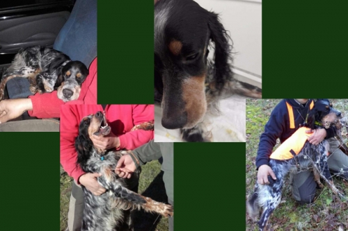 &Chi;ά&theta;&eta;&kappa;&epsilon; &sigma;&kappa;ύ&lambda;&omicron;&sigmaf; &alpha;&rho;&sigma;&epsilon;&nu;&iota;&kappa;ό &Sigma;έ&tau;&tau;&epsilon;&rho;, &Beta;&epsilon;&lambda;&omicron;ύ&chi;&iota;