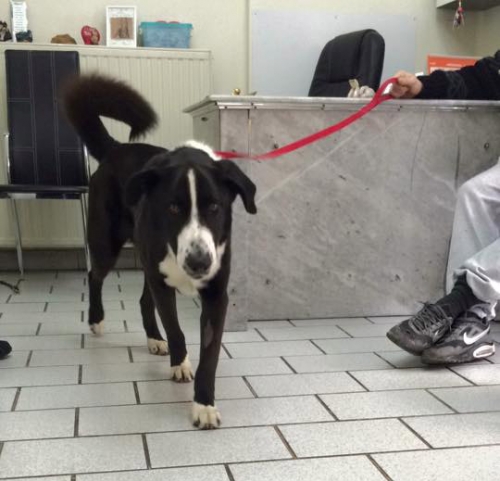 &Beta;&rho;έ&theta;&eta;&kappa;&epsilon; &mu;&alpha;ύ&rho;&omicron;&sigmaf; &sigma;&kappa;ύ&lambda;&omicron;&sigmaf;