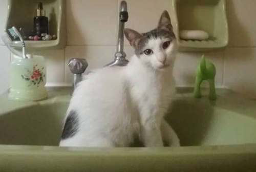 Χάθηκε γάτα, Αγ. Δημήτριος (Μπραχάμι)