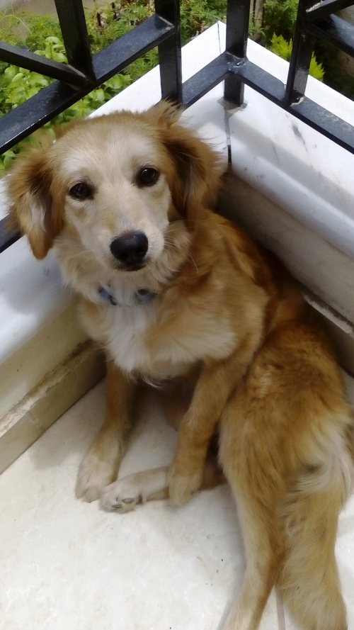 Βρέθηκε πολύ μικρόσωμο σκυλάκι, θηλυκό