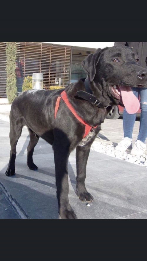 ΧΑΘΗΚΕ ΣΤΗΝ ΧΑΛΚΙΔΙΚΗ