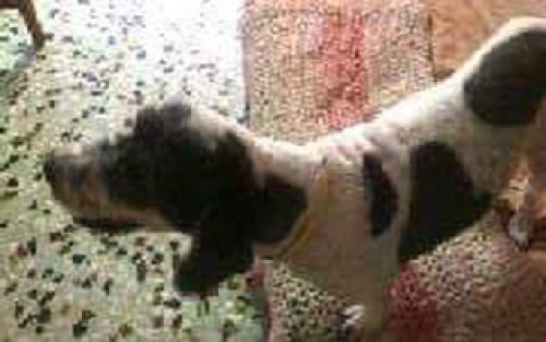 &Chi;ά&theta;&eta;&kappa;&epsilon; &Gamma;&kappa;&rho;&iota;&phi;ό&nu; &Kappa;&alpha;&nu;ί&sigmaf;, Ί&lambda;&iota;&omicron;&nu;