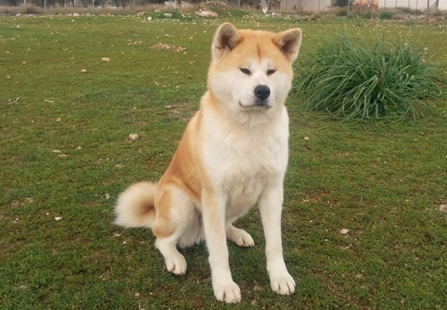 &Chi;ά&theta;&eta;&kappa;&epsilon; &Alpha;&kappa;ί&tau;&alpha;, &Sigma;&alpha;&lambda;&alpha;&mu;ί&nu;&alpha;