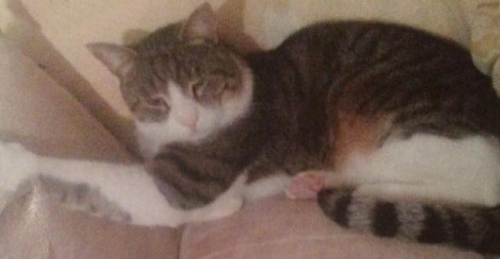 &Chi;ά&theta;&eta;&kappa;&epsilon; &gamma;ά&tau;&omicron;&sigmaf;, &Kappa;ά&tau;&omega; &Eta;&lambda;&iota;&omicron;ύ&pi;&omicron;&lambda;&eta;