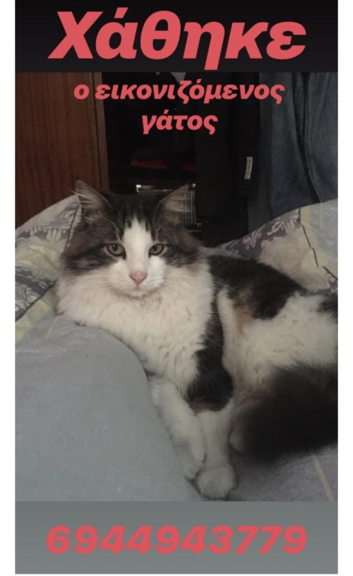 Χάθηκε γάτα