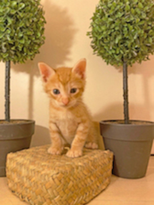 Λουκάς ο γαλανομάτης