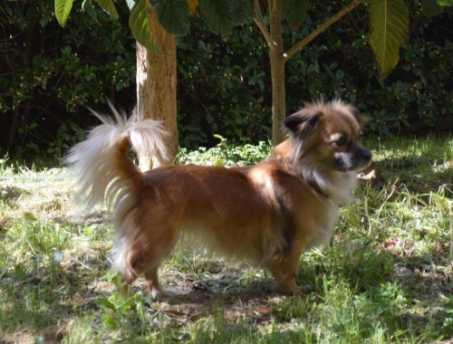 &Chi;ά&theta;&eta;&kappa;&epsilon; &Sigma;&kappa;ύ&lambda;&omicron;&sigmaf;, &alpha;&rho;&sigma;&epsilon;&nu;&iota;&kappa;ό &Kappa;&omicron;&kappa;ό&nu;&iota;, &Sigma;&alpha;&lambda;&alpha;&mu;ί&nu;&alpha;