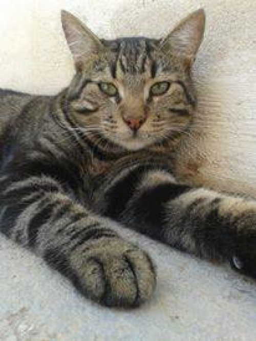 Χάθηκε γκρι τιγρέ Γάτος, Καλαμάκι