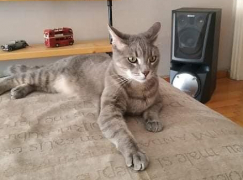 Χάθηκε γκρι γάτος, Εξάρχεια