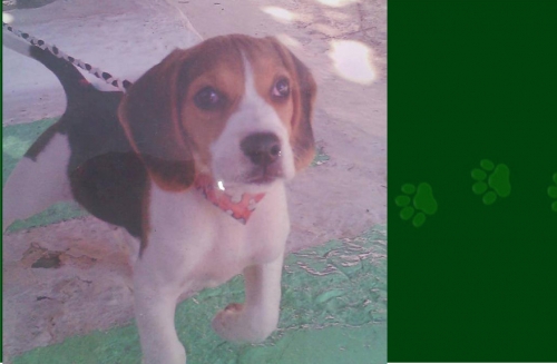 &Chi;ά&theta;&eta;&kappa;&epsilon; &Sigma;&kappa;ύ&lambda;&omicron;&sigmaf;, &alpha;&rho;&sigma;&epsilon;&nu;&iota;&kappa;ό &Mu;&pi;&iota;&gamma;&kappa;&lambda;, &Kappa;&epsilon;&rho;&alpha;&tau;έ&alpha;