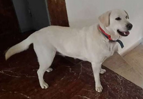 &Beta;&rho;έ&theta;&eta;&kappa;&epsilon; &lambda;&epsilon;&upsilon;&kappa;ό &Lambda;ά&mu;&pi;&rho;&alpha;&nu;&tau;&omicron;&rho;