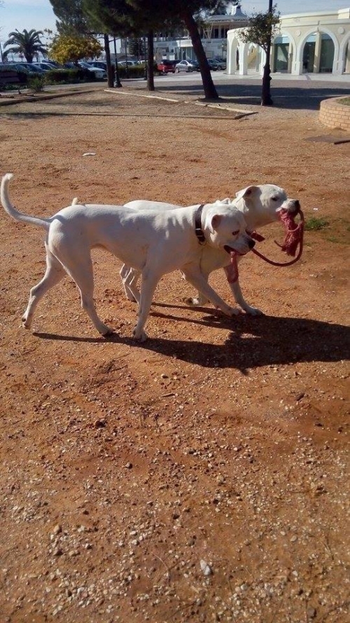Χάθηκε λευκό σκυλάκι, Πάτρα