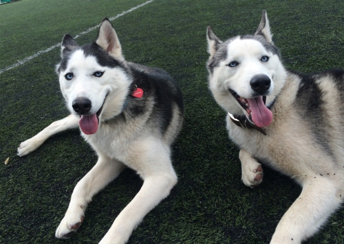 Χάθηκαν 2 Χάσκι, Ανθούσα