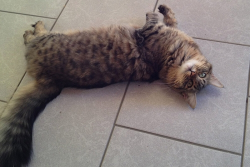 &Chi;ά&theta;&eta;&kappa;&epsilon; &gamma;ά&tau;&alpha; &Mu;&alpha;&nu;&chi;&kappa;&iota;&nu;, &Kappa;&alpha;&beta;ά&lambda;&alpha;