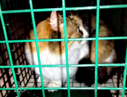 Βρέθηκε τρίχρωμη γάτα, Άνω Πεύκη