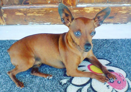 Χάθηκε καφέ σκύλος, Χαλκούτσι