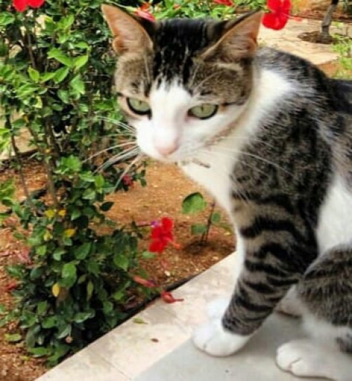 Χάθηκε γάτα, Κηπούπολη