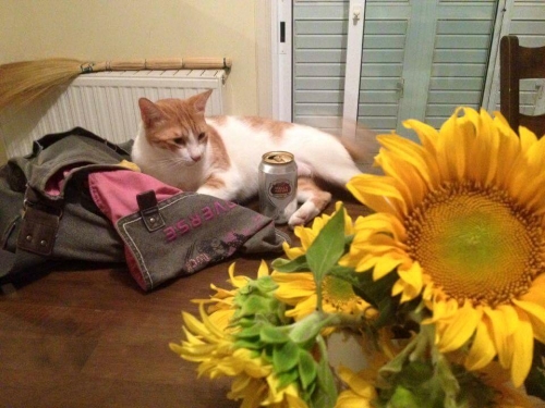 &Chi;ά&theta;&eta;&kappa;&epsilon; &Gamma;ά&tau;&alpha;, &alpha;&rho;&sigma;&epsilon;&nu;&iota;&kappa;ό&sigmaf; &Gamma;ά&tau;&omicron;&sigmaf;, &Alpha;&rho;&chi;ά&gamma;&gamma;&epsilon;&lambda;&omicron;&sigmaf; &Kappa;ύ&pi;&rho;&omicron;&upsilon;