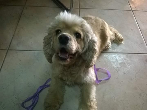 &Beta;&rho;έ&theta;&eta;&kappa;&epsilon; &theta;&eta;&lambda;&upsilon;&kappa;ό &Kappa;ό&kappa;&epsilon;&rho;