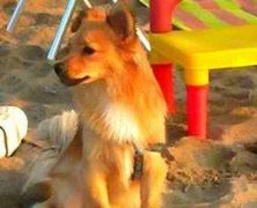 &Chi;ά&theta;&eta;&kappa;&epsilon; &mu;&pi;&epsilon;&zeta; &kappa;&alpha;&phi;έ &sigma;&kappa;&upsilon;&lambda;ά&kappa;&iota;, &Alpha;&nu;ά&kappa;&alpha;&sigma;&sigma;&alpha;