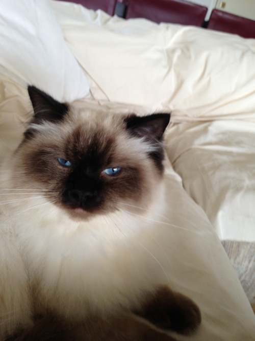 Χαθηκε Γατα στην Βουλα/Βουλιαγμενη (πηγαδακια)