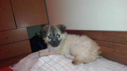 &Chi;ά&theta;&eta;&kappa;&epsilon; &sigma;&kappa;&upsilon;&lambda;ά&kappa;&iota;, &mu;&pi;&epsilon;&zeta; &mu;&alpha;ύ&rho;&omicron;