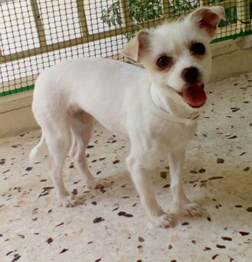 &Chi;ά&theta;&eta;&kappa;&epsilon; &Sigma;&kappa;ύ&lambda;&omicron;&sigmaf;, &theta;&eta;&lambda;&upsilon;&kappa;ό &lambda;&epsilon;&upsilon;&kappa;ό, &Chi;&alpha;&rho;&iota;&lambda;ά&omicron;&upsilon; &Theta;&epsilon;&sigma;&sigma;&alpha;&lambda;&omicron;&nu;ί&kappa;&eta;