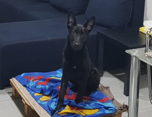 Χάθηκε Βελγικό λυκόσκυλο, Θεσσαλονίκη