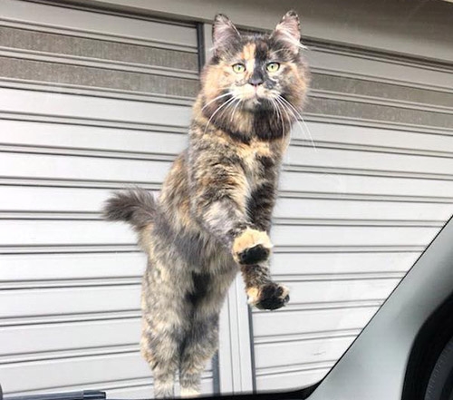 Χάθηκε γάτα, Αιγάλεω