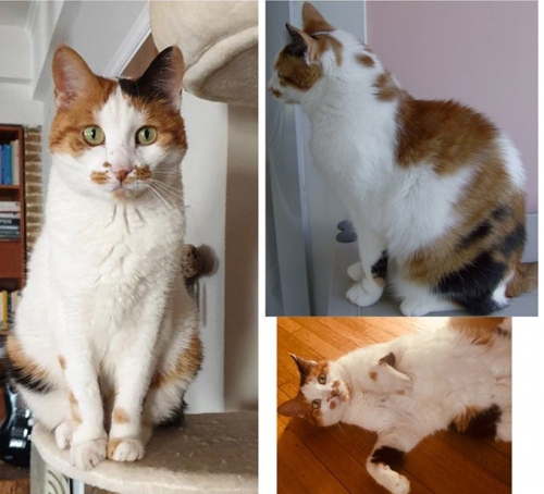 Χάθηκε θηλυκιά γάτα, Υμηττός