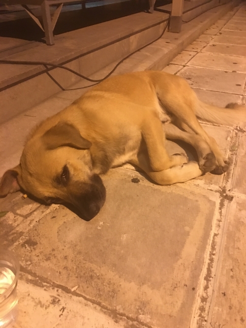 Βλέπω αυτή τη στιγμή το σκυλί αυτό παρακαλώ βοηθήστε !!!