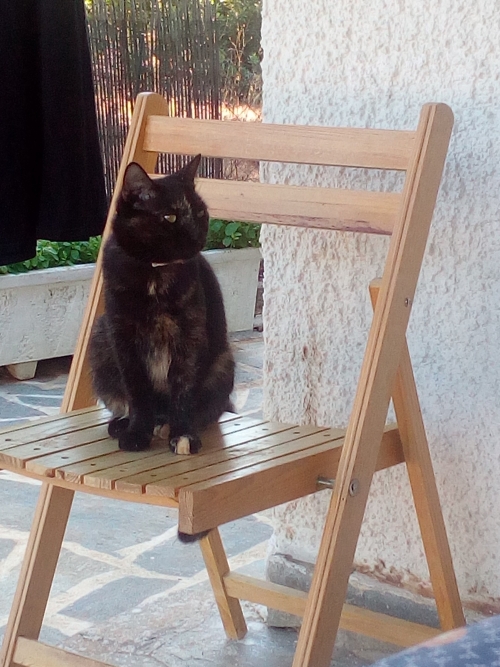 Χάθηκε γατάκι