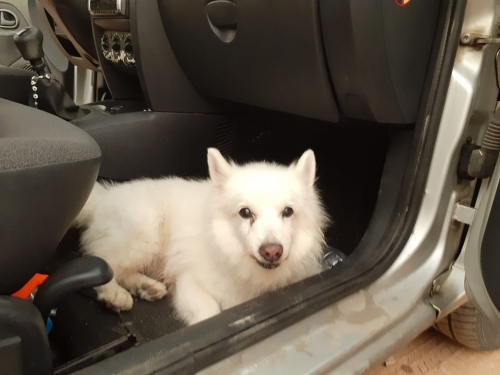 Βρέθηκε αρσενικό Πομεράνιαν λευκό Δήμο Σαρωνικού