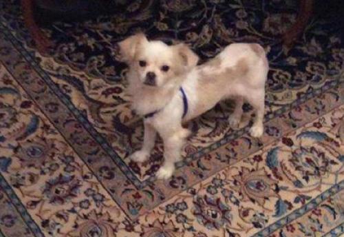 &Chi;ά&theta;&eta;&kappa;&epsilon; &Lambda;&epsilon;&upsilon;&kappa;&omicron;-&mu;&pi;&epsilon;&zeta; &Pi;&epsilon;&kappa;&iota;&nu;&omicron;&upsilon;ά