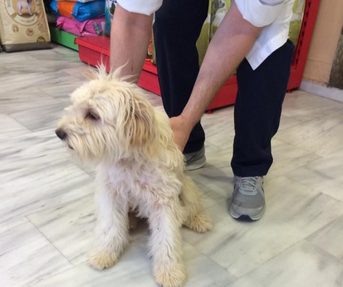 &Beta;&rho;έ&theta;&eta;&kappa;&epsilon; ά&sigma;&pi;&rho;&omicron; &Gamma;&kappa;&rho;&iota;&phi;ό&nu;, &Alpha;&iota;&gamma;ά&lambda;&epsilon;&omega;