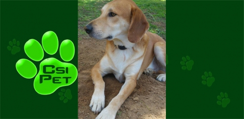 Χάθηκε μπεζ λευκός Σκύλος, Πάρνηθα