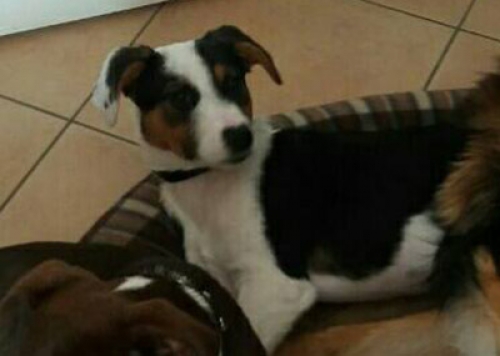 Χάθηκε σκύλος, Αθήνα Κέντρο