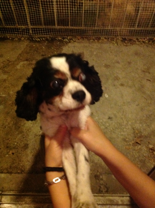 Βρεθηκε Μαυρο σκυλακι τυφλο απο το ενα ματι κοντα στο γηπεδο Καισαριανης.