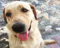 &Chi;ά&theta;&eta;&kappa;&epsilon; &mu;&pi;&epsilon;&zeta; &sigma;&kappa;ύ&lambda;&omicron;&sigmaf;, &Chi;&alpha;&lambda;&kappa;&iota;&delta;&iota;&kappa;ή