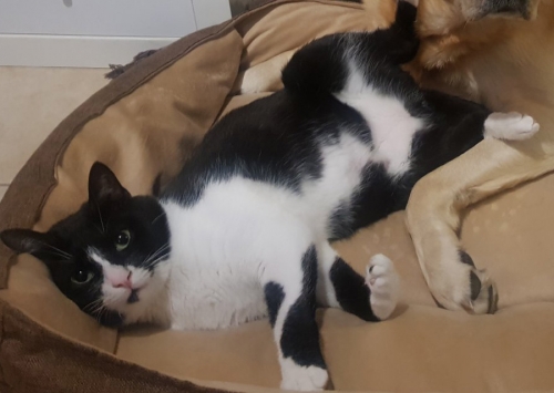 Χάθηκε ανάπηρος γάτος, Νίκαια