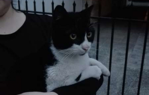 Βρέθηκε ασπρόμαυρος γάτος, Αγ. Ι. Ρέντης