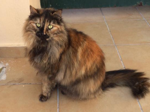 Χάθηκε γάτα Περσίας, Ν. Ιωνία