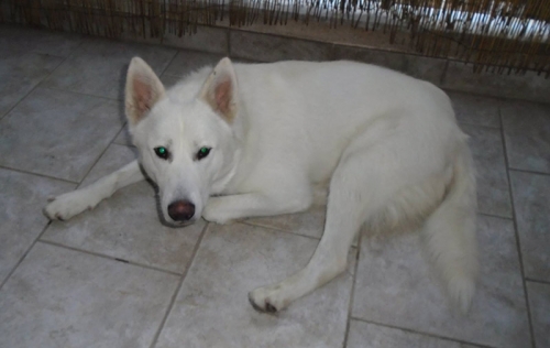 Βρέθηκε λευκός σκύλος, Κρήνη Θεσ/νίκης